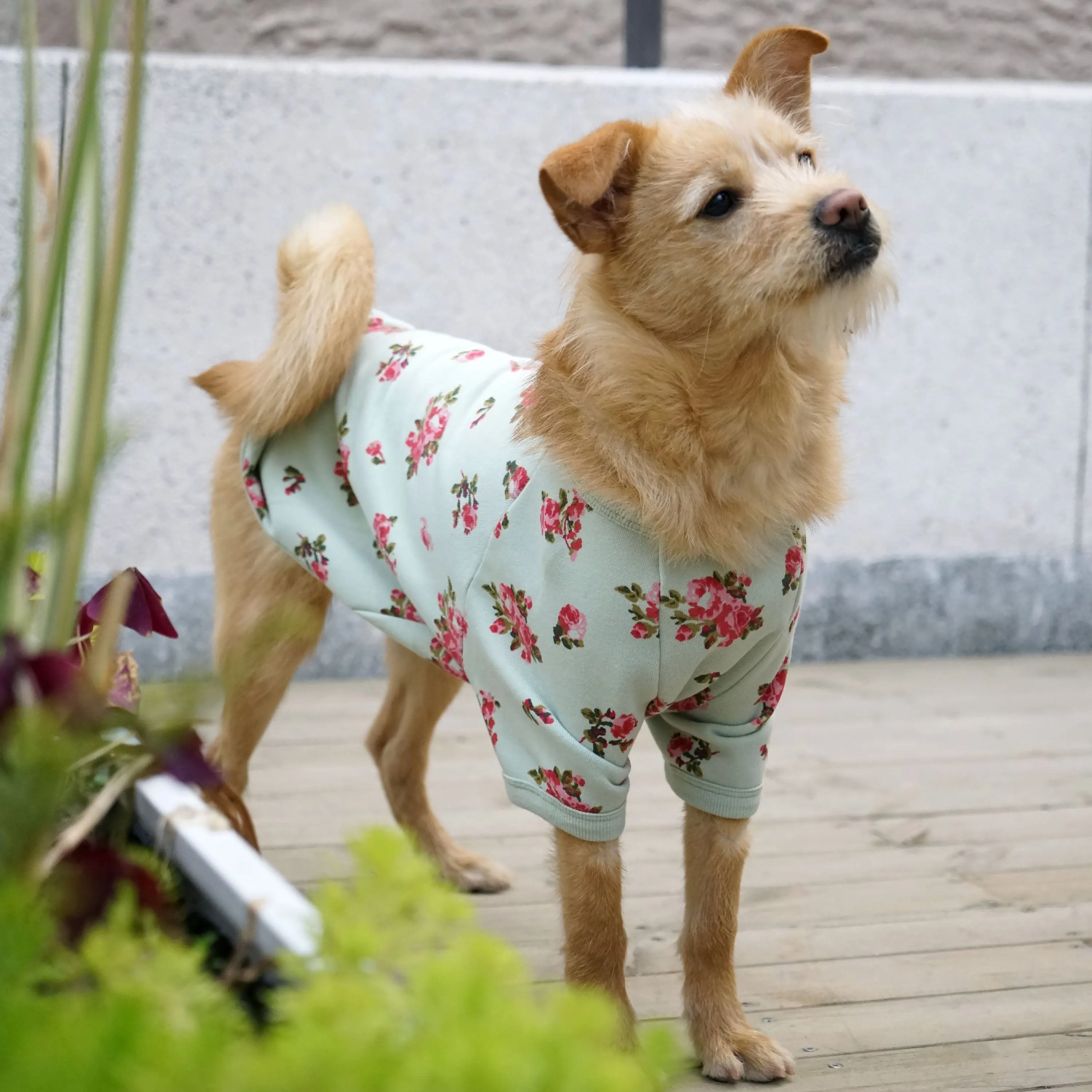 Spring Scent Inspired Flower Dog Sweatshirt Hoodie